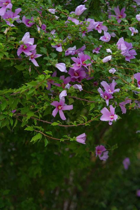 木槿 花|木槿花